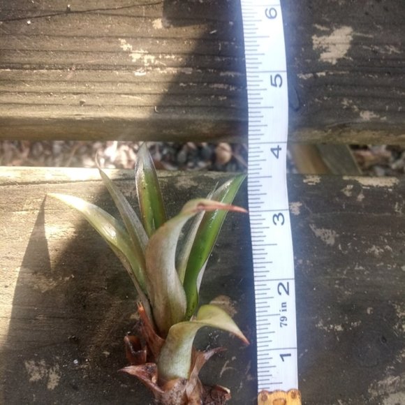 1 Pink Ornamental Pineapple Plant - Picture 2 of 6